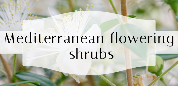 Mediterranean flowering shrubs