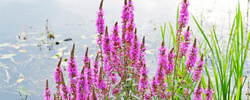 ACHETER DES PLANTES AQUATIQUES