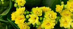 FLOWERING INDOOR PLANTS