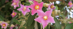 COMPRAR PLANTAS EXTICAS