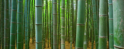 BUY BAMBOO SEEDS