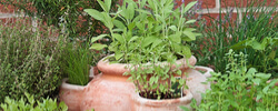 BUY AROMATIC AND MEDICINAL PLANTS
