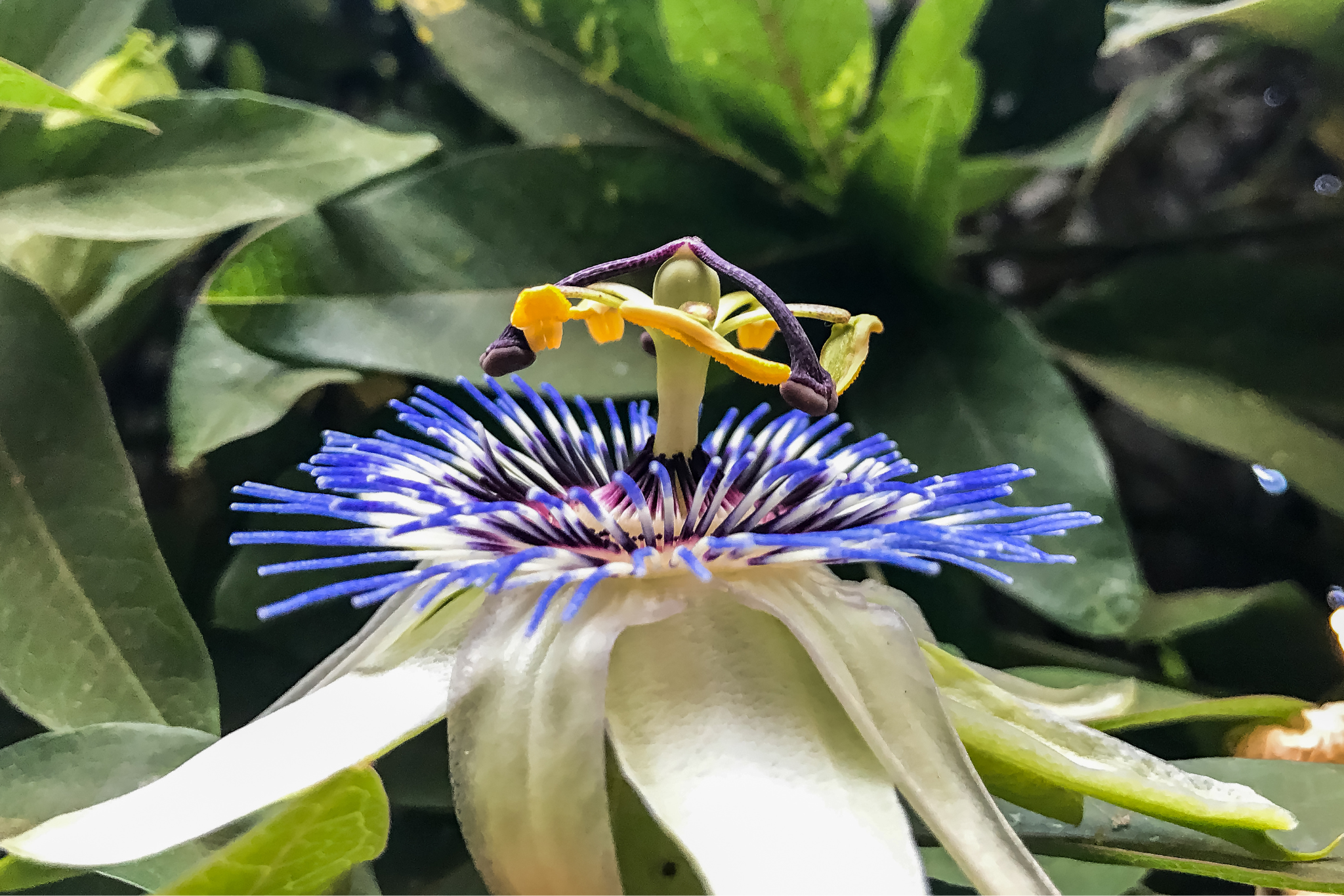 El Jardn de la Pasin - Belleza y Deseo Natural