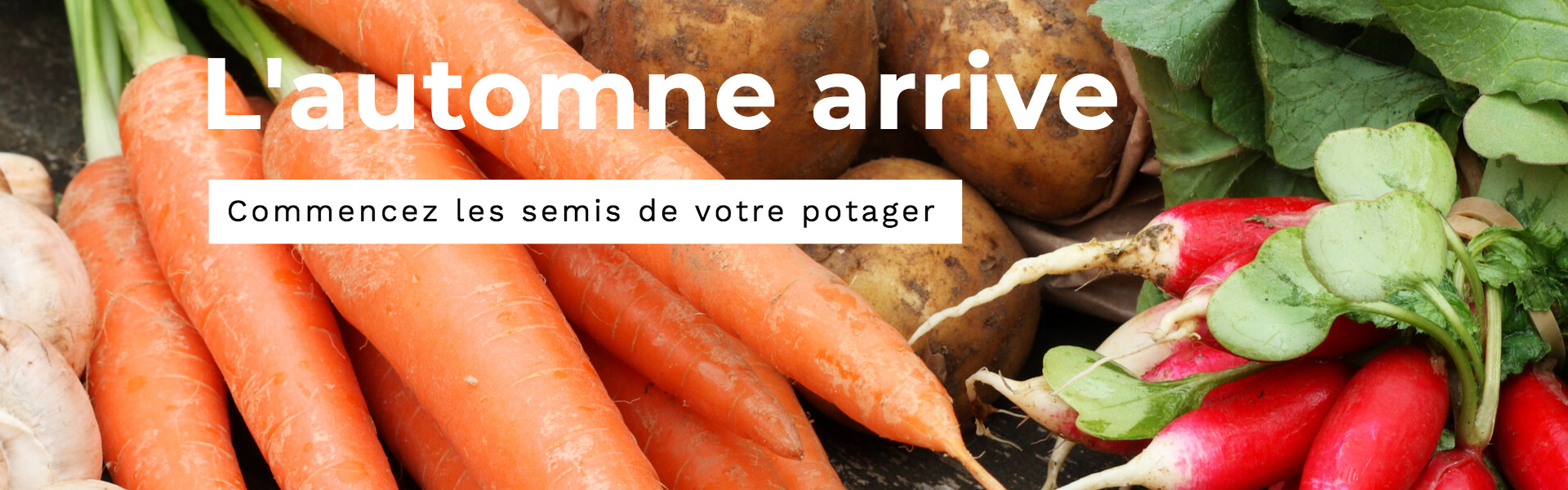 Potager en automne