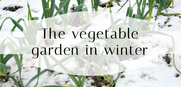 The vegetable garden in winter