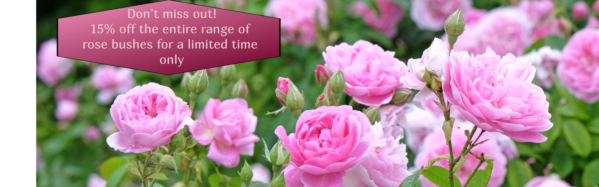 Rose bushes 15% off
