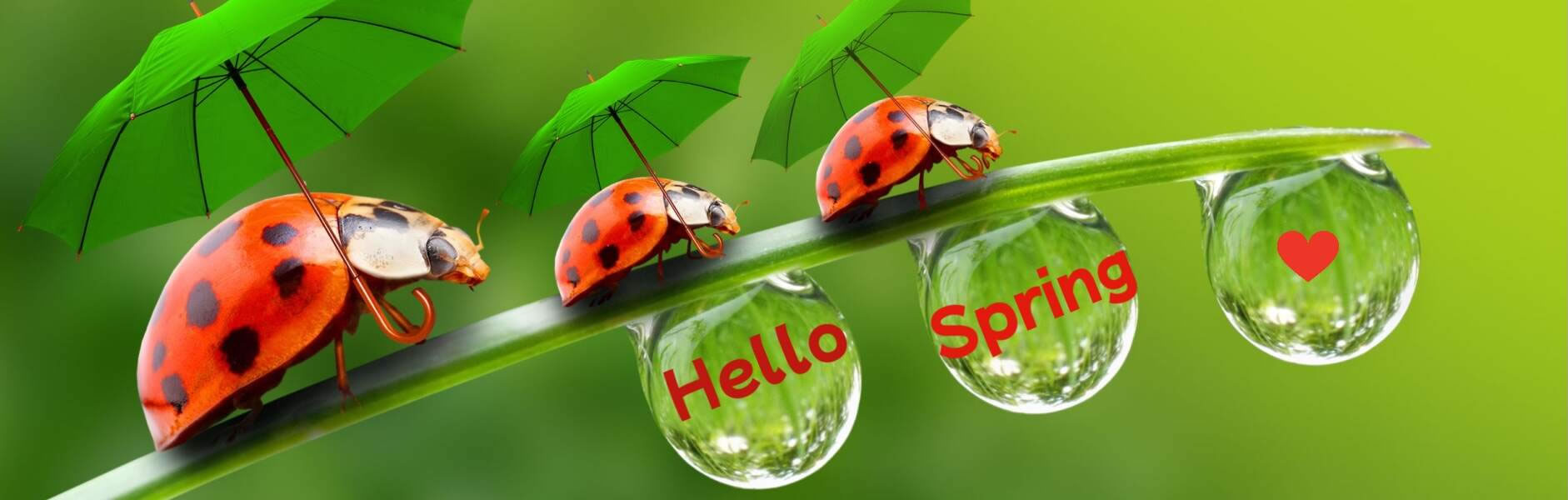 Hello Spring 2024