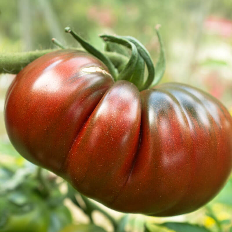 Tomato ’Black Russian’ seeds 100 Graines de Tomate Noire de Russie 