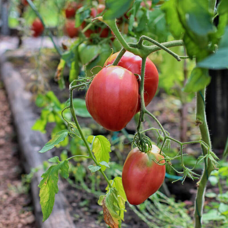 Quand semer des graines de tomates cœur de bœuf? - Blog de Graines