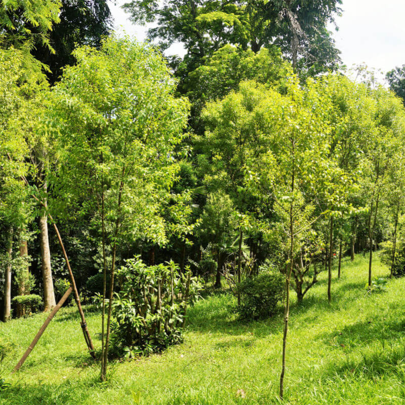 Buy Seeds Santalum Album Indian Sandalwood Trees
