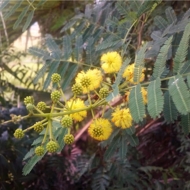 thumbnail image 2 of Gum Arabic Tree Seeds, ACACIA Nilotica Seeds 2 of 12