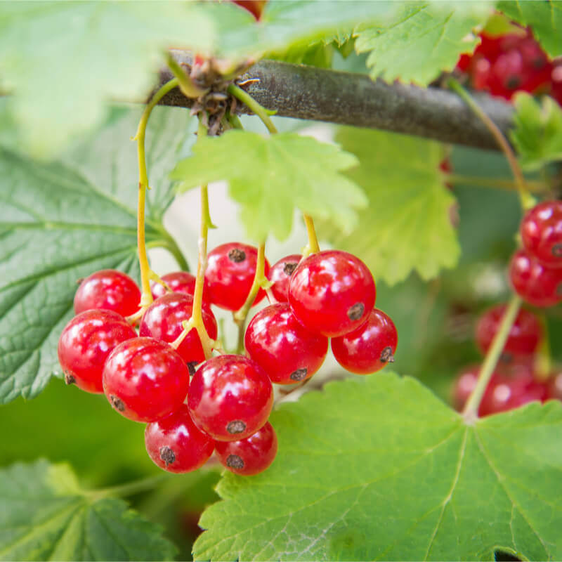 Seeds of Wild Gooseberry - RIBES PETRAEUM - The Original Garden