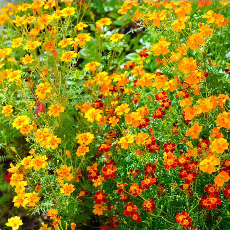 Graines de Cosmos 'Sunny' - COSMOS SULPHUREUS Sunny - T.O.