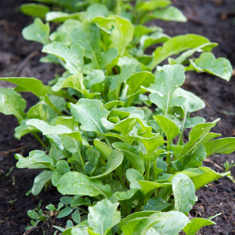 Arugula, Roquette SEEDS