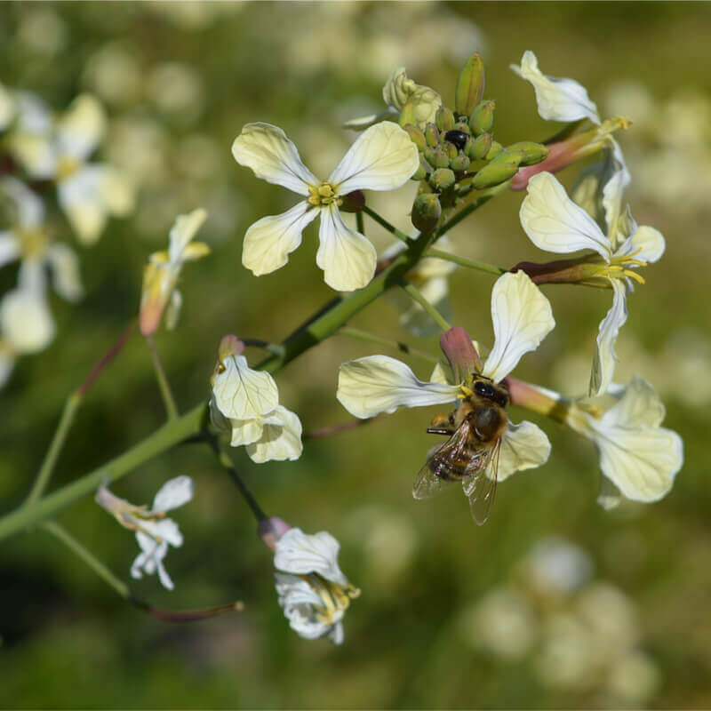 Arugula Roquette - Eruca sativa