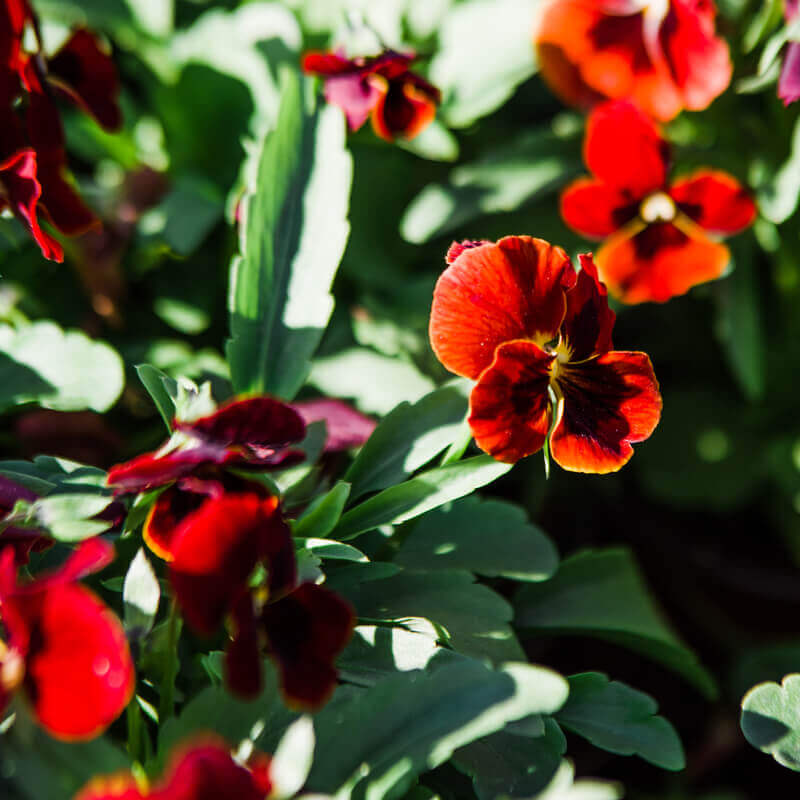 20 Viola Cornuta Flowered Arkwright Ruby Seeds