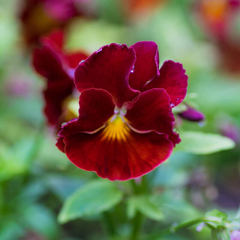 20 Viola Cornuta Flowered Arkwright Ruby Seeds