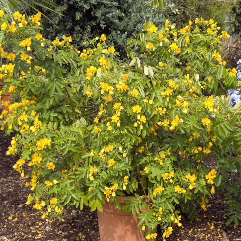 Argentina senna buttercup bush Senna corymbosa —50 seeds $3.00 
