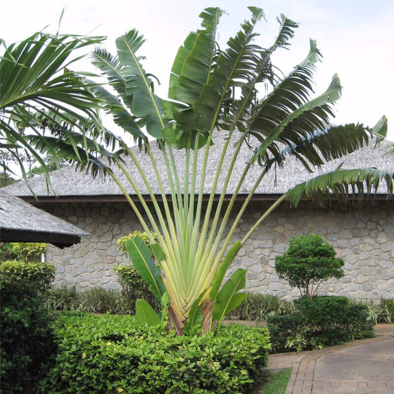 Travelers Palm Seeds (Ravenala madagascariensis) 10 Seeds