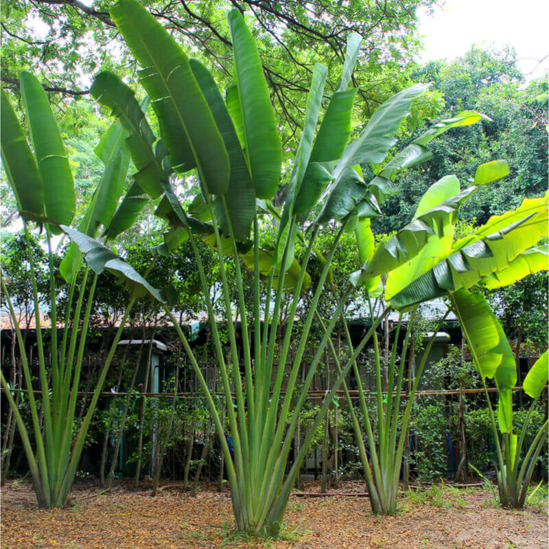 Ravenala madagascariensis, Fan Plantain, Travellers Palm, 10 Seeds