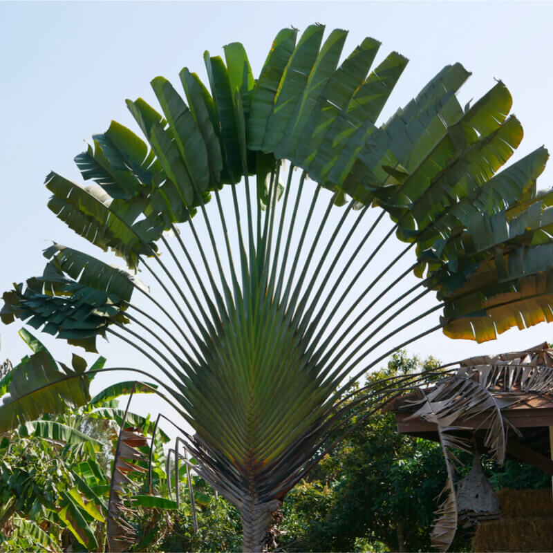 Ravenala madagascariensis - Traveler's Palm - Seeds