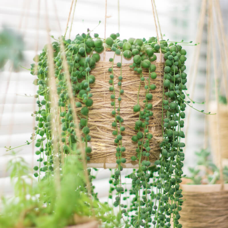 String Of Pearls Plant Cats