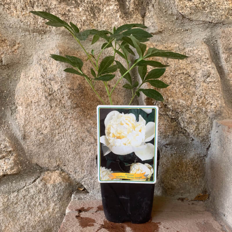 Plants of Peony 'Shirley Temple' - PAEONIA LACTIFLORA 'Shi