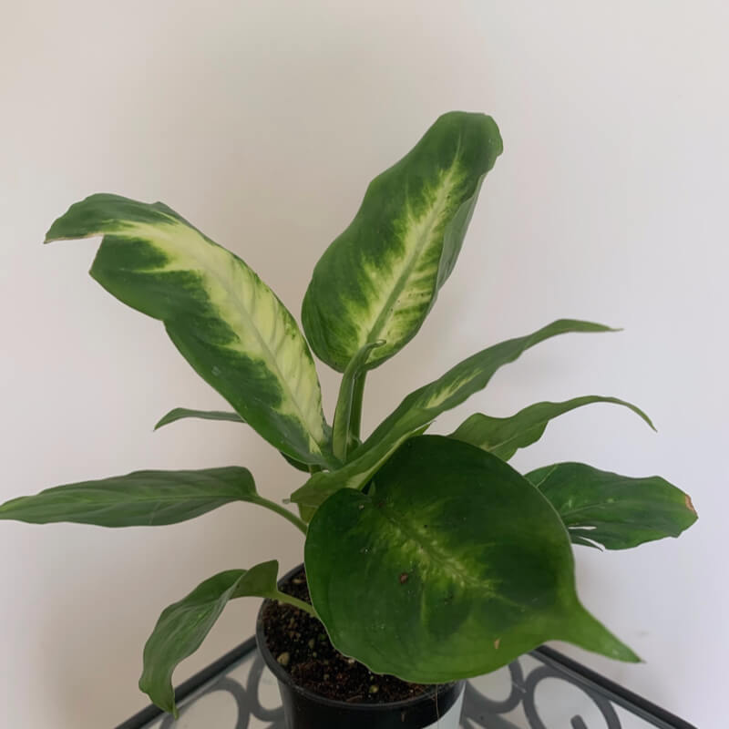 Plants of Dumb Cane Plant DIEFFENBACHIA MACULATA