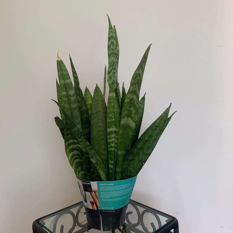 Planta Sansevieria Cylindrica Cuidados