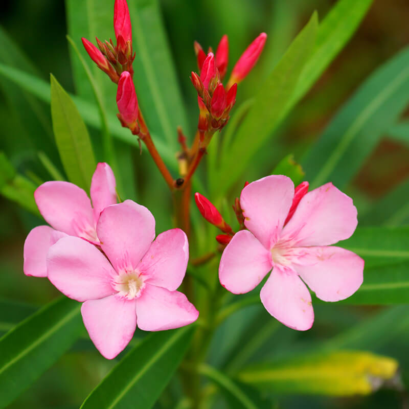 Plants Of Pink Oleander Nerium Oleander The Original Garden