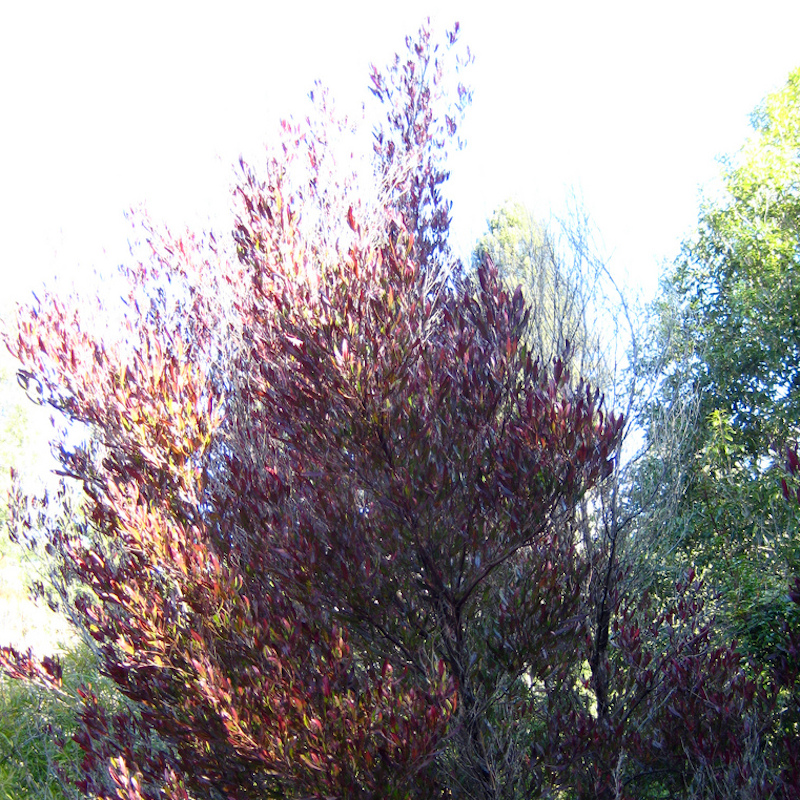 Dodonaea Viscosa Purpurea Seeds - Purple Hopseed Bush - Ornamental Shrub Seeds