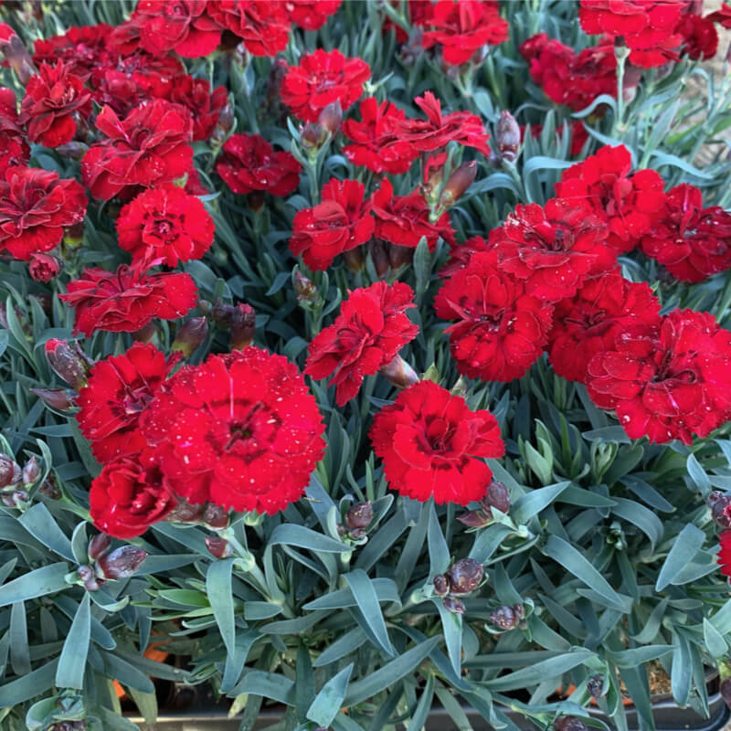 Plants Of Red Carnation DIANTHUS CARYOPHYLLUS Ten Nelke T O G Plants Of Red Carnation DIANTHUS CARYOPHYLLUS Ten Nelke T O G