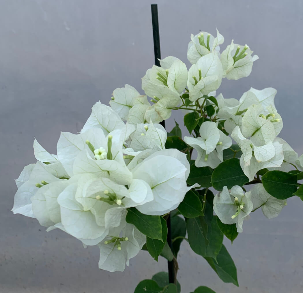 Plants Of White Bougainvillea BOUGAINVILLEA SPECTABILIS T O G Plants Of White Bougainvillea BOUGAINVILLEA SPECTABILIS T O G