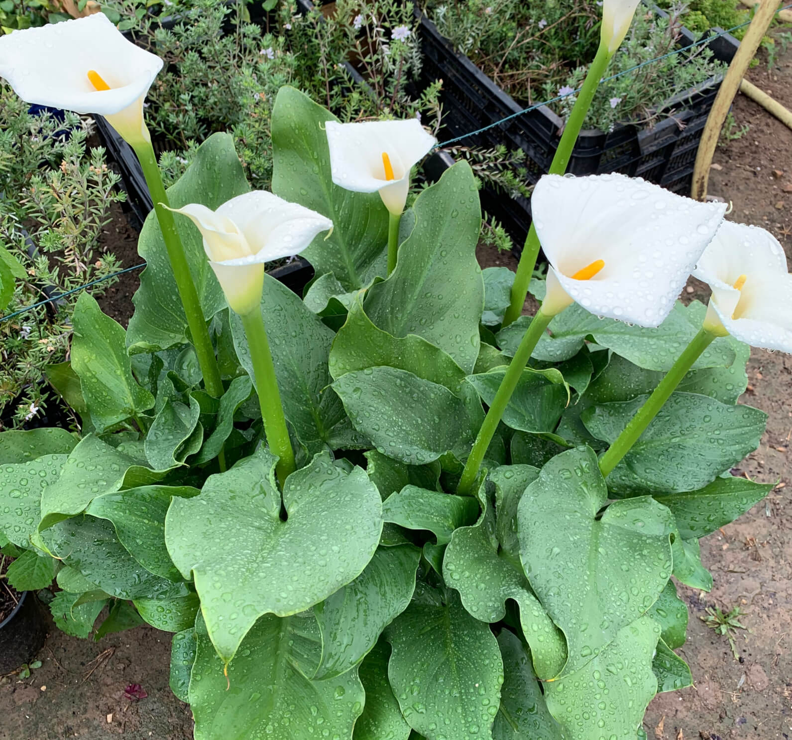 Plantas de Cala, Lirio de agua - ZANTEDESCHIA AETHIOPICA 