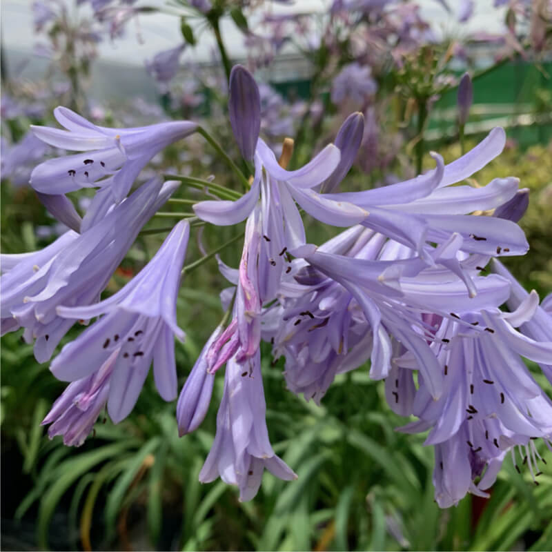 Plantas de Lirio africano - AGAPANTHUS AFRICANUS 'Streamline' - T.O.G