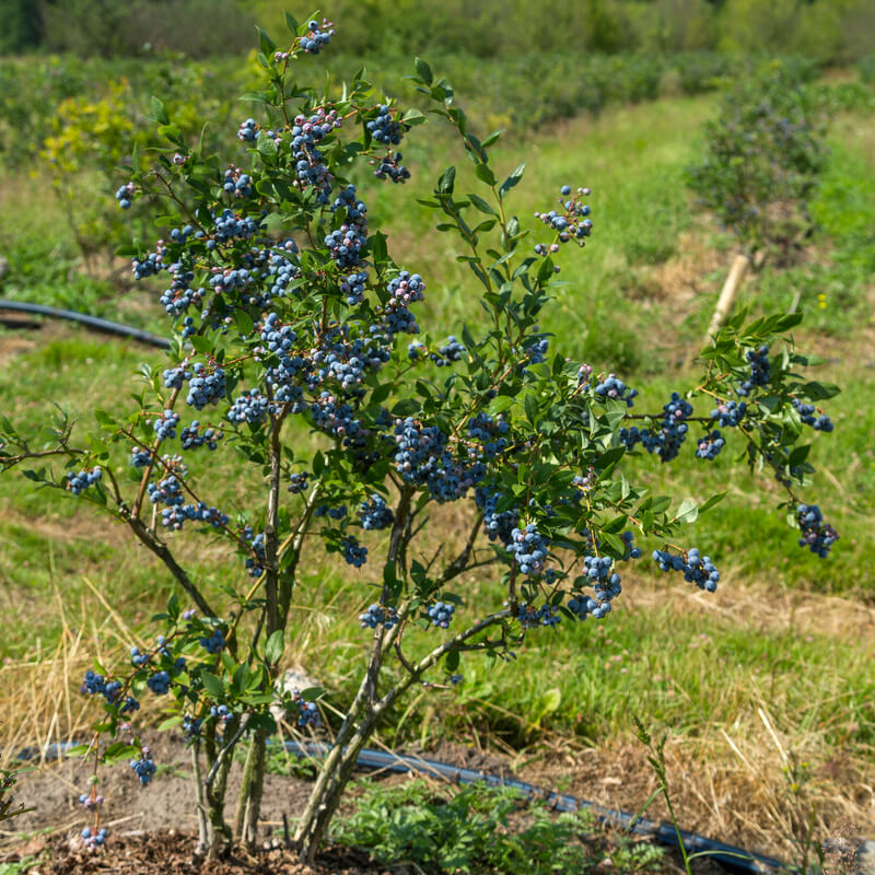 MYRTILLE DES JARDINS BLUE CROP (Vaccinium corymbosum)