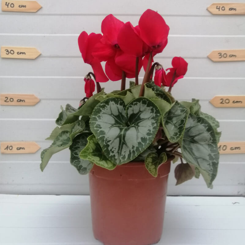 Plantas de Ciclamen - CYCLAMEN PERSICUM - The Original Garden