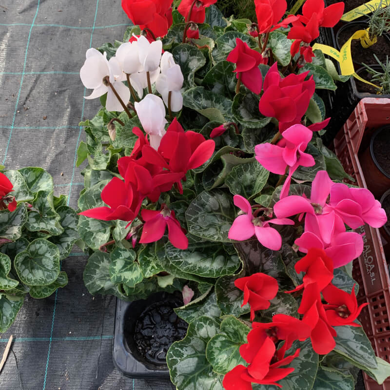 Plantas de Ciclamen - CYCLAMEN PERSICUM - The Original Garden