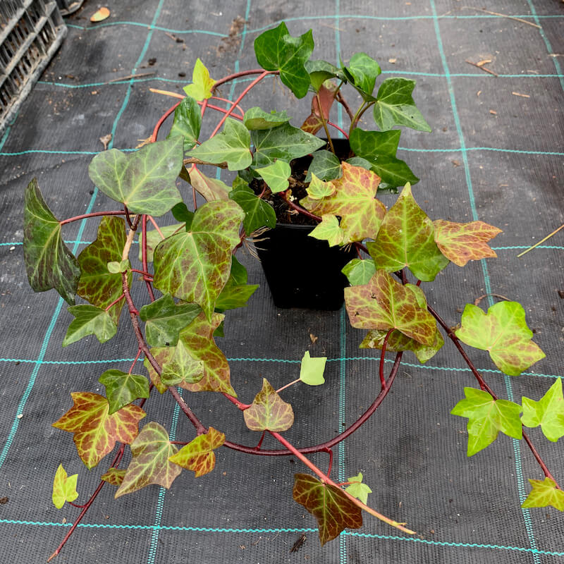 English Ivy Large Leaf, 6 Pot