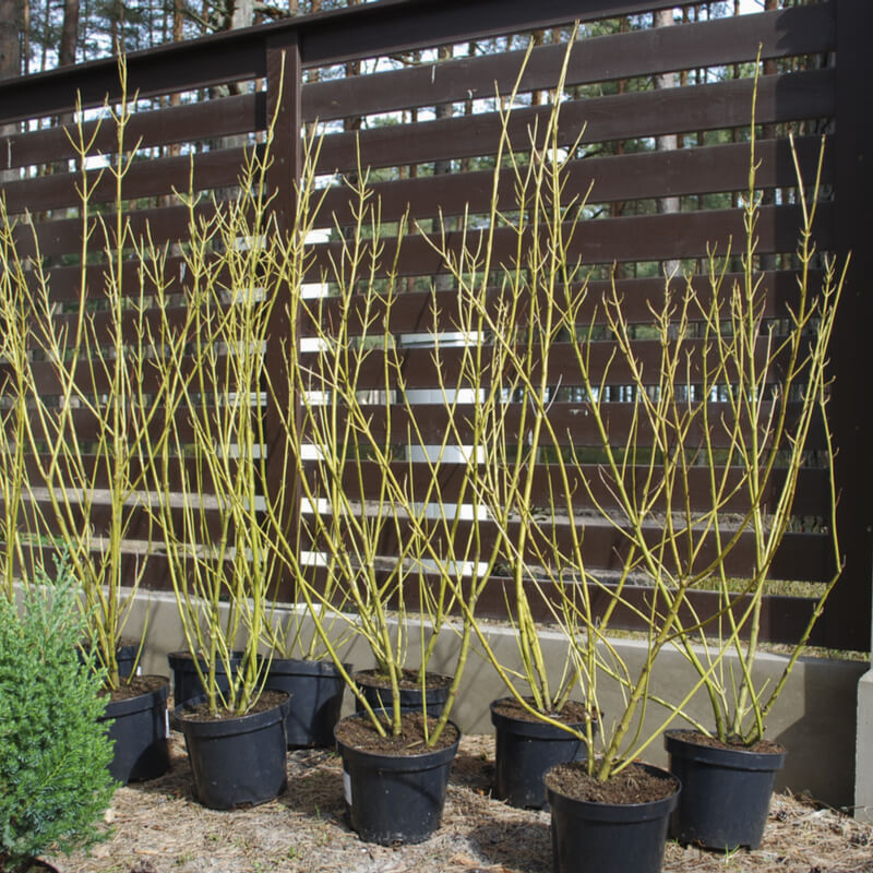Cornus sericea 'Flaviramea' (Golden Twig Dogwood, Yellow Twig Dogwood)