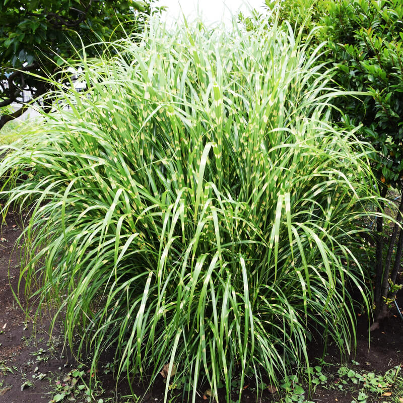 Miscanthus sale sinensis zebrinus