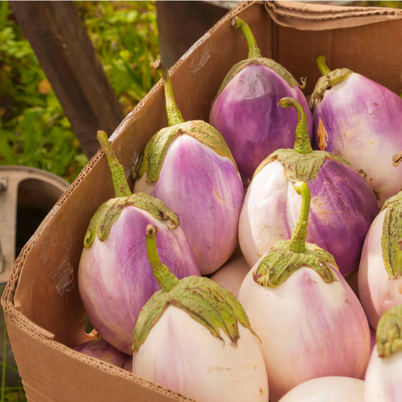 Vegetable Seeds Eggplant Rotonda Bianca Sfumata Heirloom NON GMO