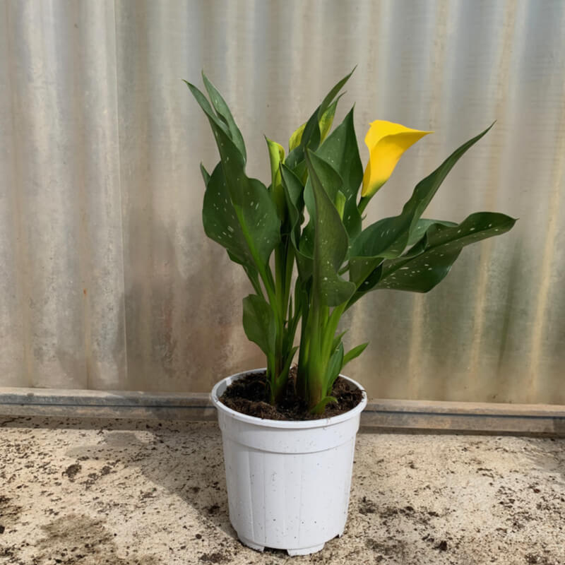 Plants of Colored Arum Lily - ZANTEDESCHIA SP. 