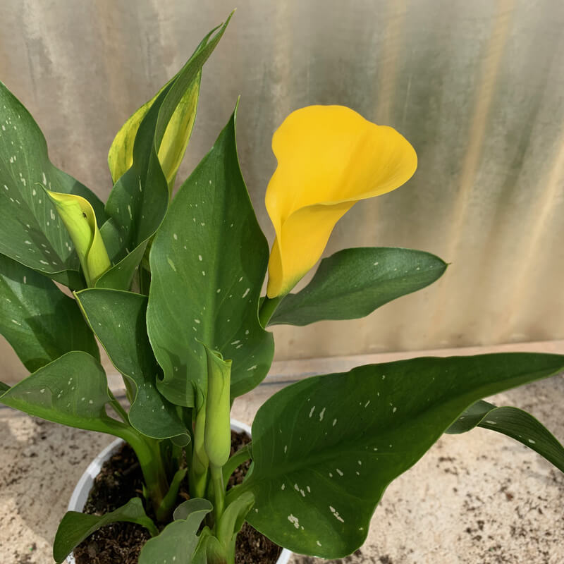 Plantas de Cala, Lirio de colores - ZANTEDESCHIA SP. 