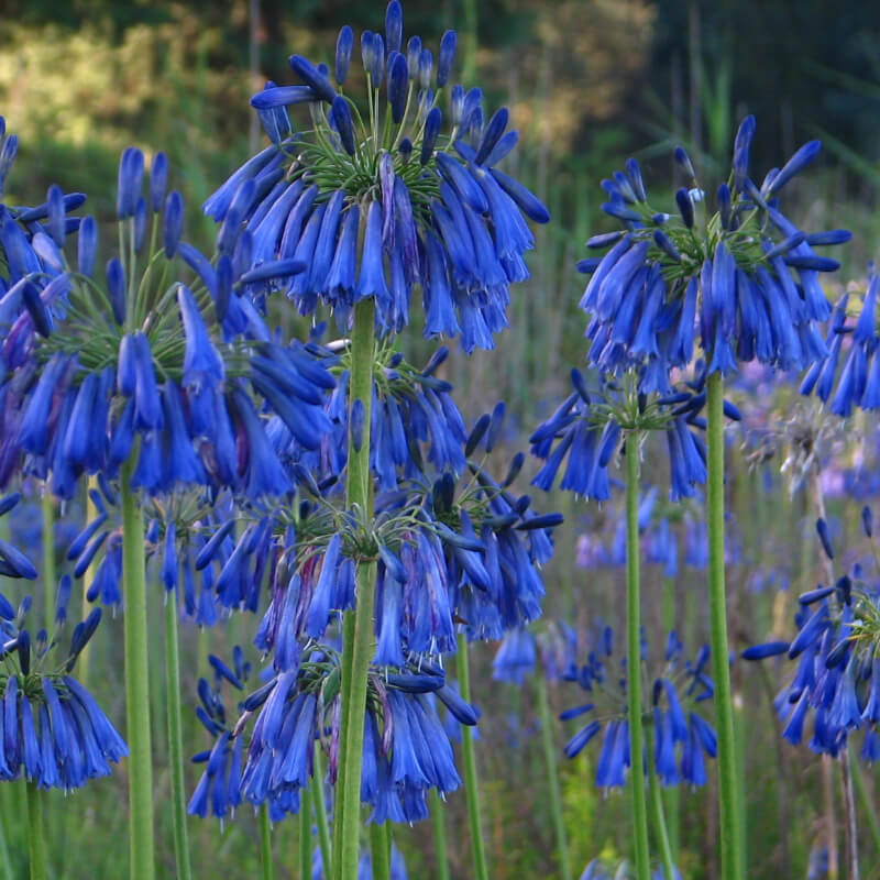 Plantas de Lirio africano - AGAPANTHUS INAPERTUS - T.O.G