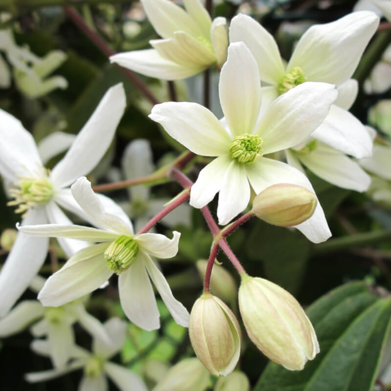 Image of Clematis armandii (Armand clematis) tall white perennial