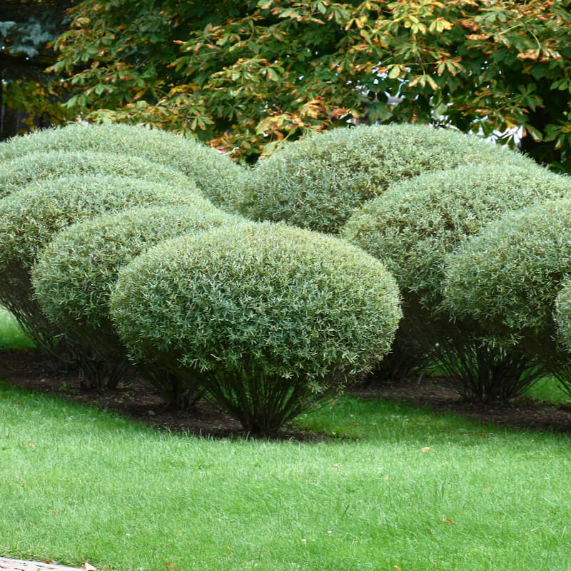 Plantas de Sauce rojo SALIX PURPUREA The Original Garden