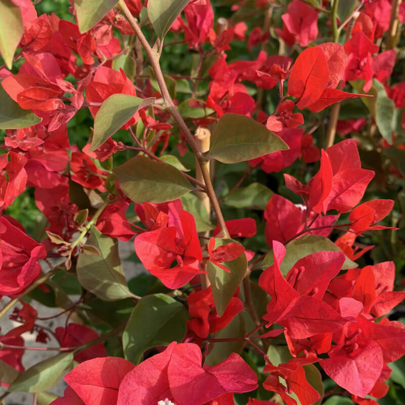 Plantas de Buganvilla rojo - BOUGAINVILLEA SPECTABILIS 