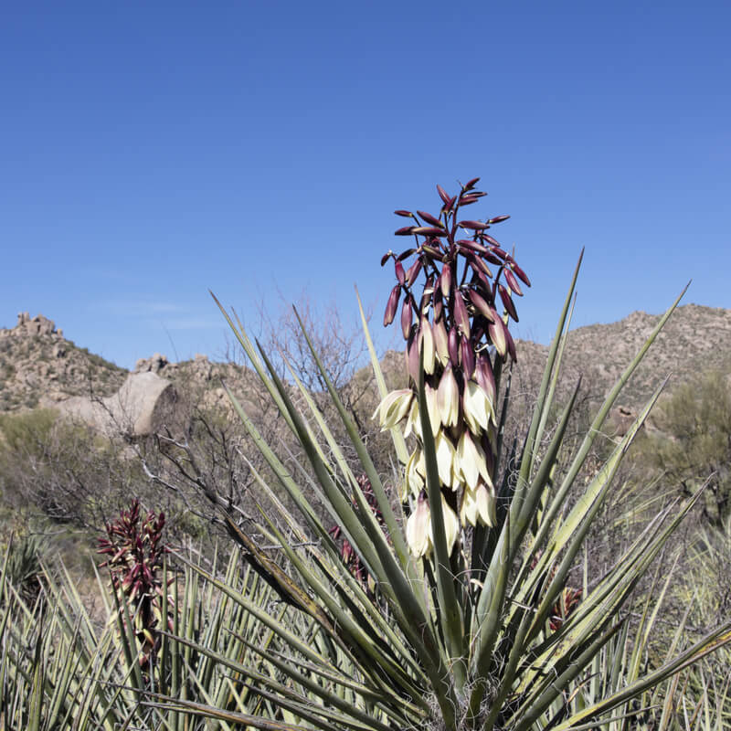 Seeds of Blue Yucca YUCCA BACCATA The Original Garden