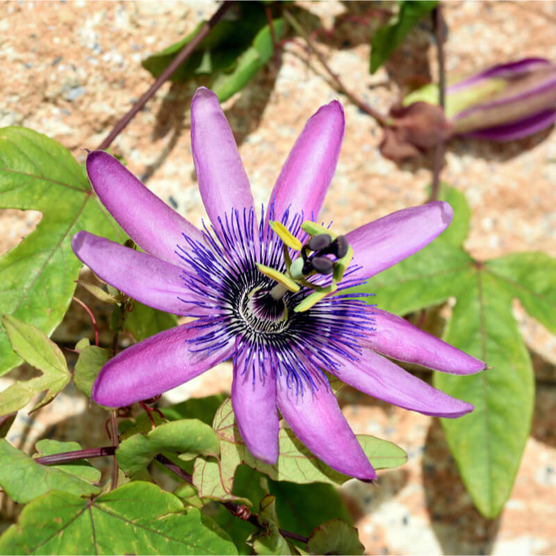 Fleur de la passion violette - Vente Passiflora violacea